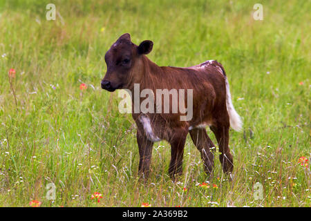 Texas Longhorn Kalb auf der Wiese im Wichita Mountain Wildlife Refuge Stockfoto