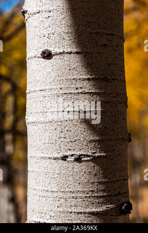 Close-up von texturierten weißen Aspen Baum Rinde; Aspen Ridge; Colorado; USA Stockfoto