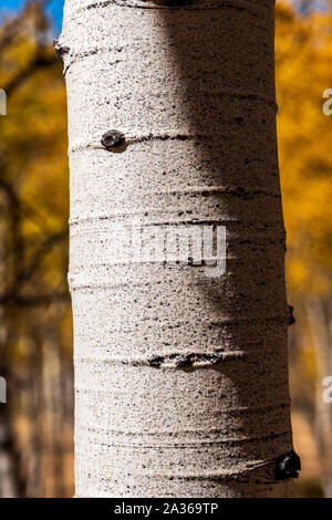 Close-up von texturierten weißen Aspen Baum Rinde; Aspen Ridge; Colorado; USA Stockfoto