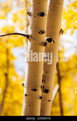 Close-up von texturierten weißen Aspen Baum Rinde; Aspen Ridge; Colorado; USA Stockfoto