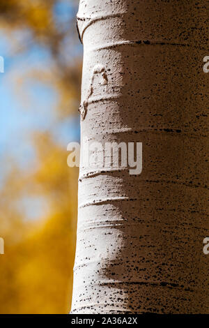 Close-up von texturierten weißen Aspen Baum Rinde; Aspen Ridge; Colorado; USA Stockfoto