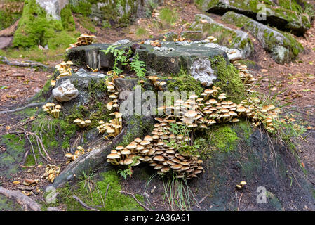 Schwefel Büschel (Hypholoma fasciculare) Pilze auf einem Schneiden stumpf Stockfoto