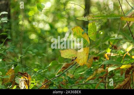Einheimische Rebsorten namens Trompete Kriechgang - Campsis radicans Blätter trocknen im Herbst Jahreszeit bei Belgrad Wald in der Türkei. Stockfoto