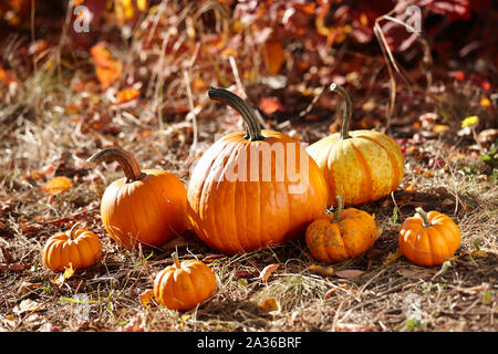 Orange Kürbisse im Herbst Wald Stockfoto