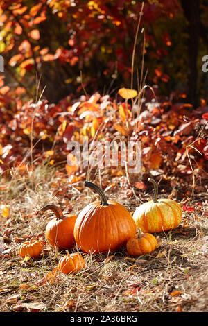 Orange Kürbisse im Herbst Wald Stockfoto