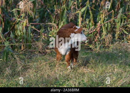 Kleiner neugeborenes Kalb in Feld im frühen Herbst in New England, USA Stockfoto