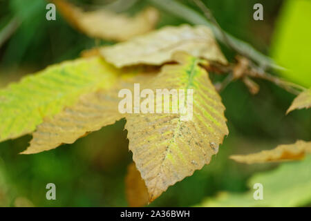 Einheimische Rebsorten namens Trompete Kriechgang - Campsis radicans Blätter trocknen im Herbst Jahreszeit bei Belgrad Wald in der Türkei. Stockfoto