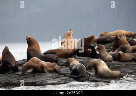 Steller Seelöwen oder nördlichen Seelöwen (Eumetopias jubatus) Entspannen auf Felsen. Port McNeil, British Columbia, Kanada. Stockfoto