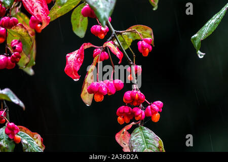 Euonymus europaeus Rote Kaskadenbeeren am Baum im Regen Spindelzweig Stockfoto