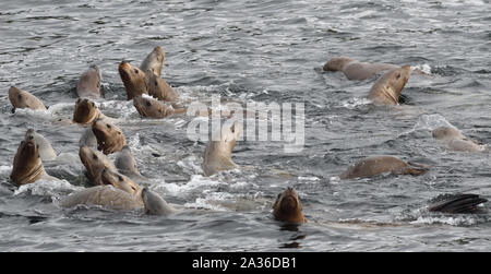 Neugierig Steller Seelöwen oder nördlichen Seelöwen (Eumetopias jubatus) einem vorbeifahrenden Boot ansehen. Prince Rupert, British Columbia, Kanada. Stockfoto