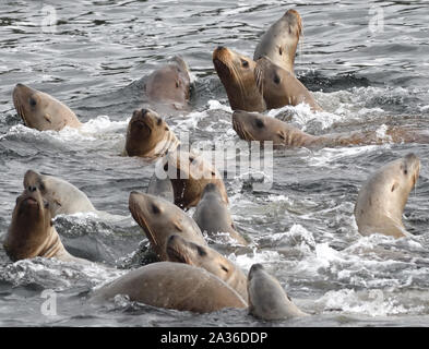 Neugierig Steller Seelöwen oder nördlichen Seelöwen (Eumetopias jubatus) einem vorbeifahrenden Boot ansehen. Prince Rupert, British Columbia, Kanada. Stockfoto