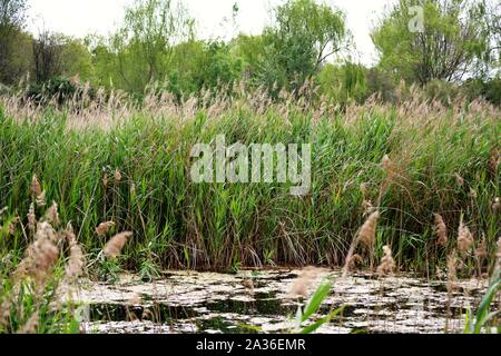 Ein Teich mit Pflanzen und stehendes Wasser Stockfoto