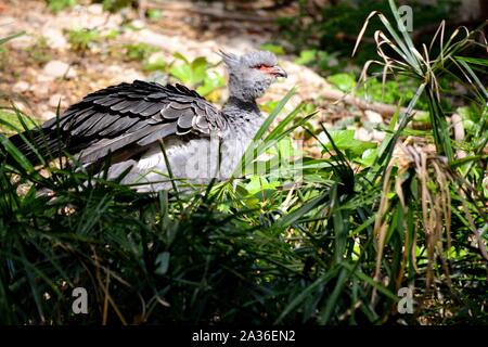 Ein Vogel mit grauen Federn wandern im Gras Stockfoto