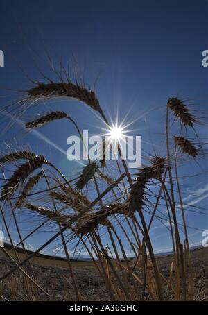 Reifen Weizen Farm in South East Washington USA Amerika nach dem Fall der Ernte für den Export nach China Stockfoto