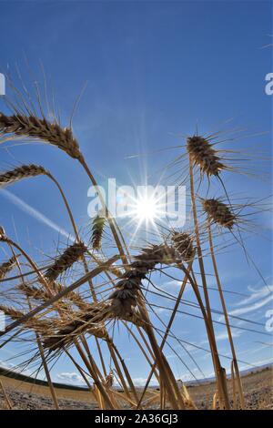 Reifen Weizen Farm in South East Washington USA Amerika nach dem Fall der Ernte für den Export nach China Stockfoto