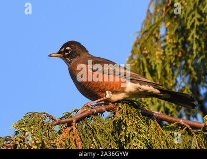 Ein amerikanischer Robin (Turdus migratorius) in einem Nadelbaum. Devonian Harbour Park, Vancouver, British Columbia, Kanada Stockfoto