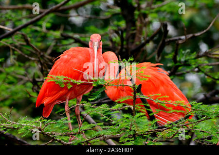 Scarlet ibis (Eudocimus ruber) in einem Baum gehockt Stockfoto