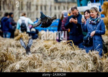 Peking, Russland. 5. Okt, 2019. Menschen machen Fotos von Tauben auf dem Roten Platz während der 'festival Goldener Herbst' in Moskau, Russland, Oktober 5, 2019. Quelle: Maxim Chernavsky/Xinhua/Alamy leben Nachrichten Stockfoto