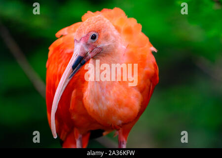 Scarlet ibis (Eudocimus ruber) in einem Baum gehockt Stockfoto