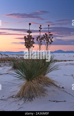 Yucca Pflanze bei Sonnenuntergang in den weißen Sanddünen Stockfoto