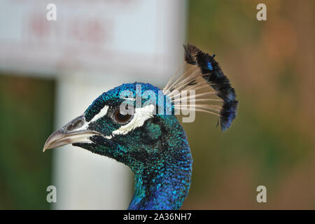 Wilder Pfau (Feral) in Cape Canaveral City, Florida, USA Stockfoto