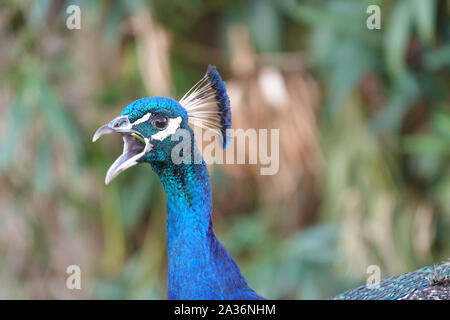 Wilder Pfau (Feral) in Cape Canaveral City, Florida, USA Stockfoto