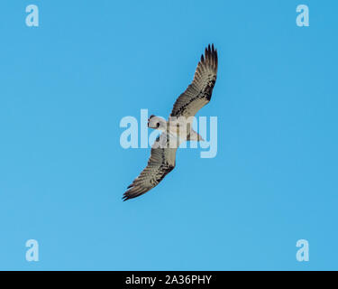 Australische Tierwelt. Fischadler fliegt direkt über dem klaren blauen Himmel Stockfoto