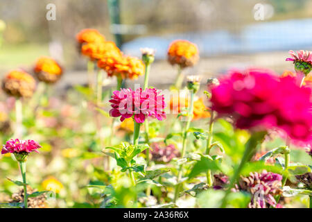 Schöne Zinnia Blumen in Warwick, New York. Stockfoto