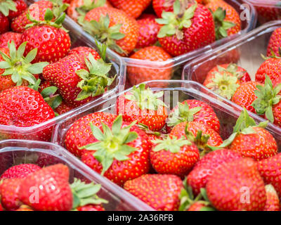 Schale Erdbeeren Stockfoto