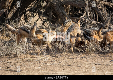 Black-backed Jackals an eine Antilope Leichnam in Southern African Savannah Stockfoto