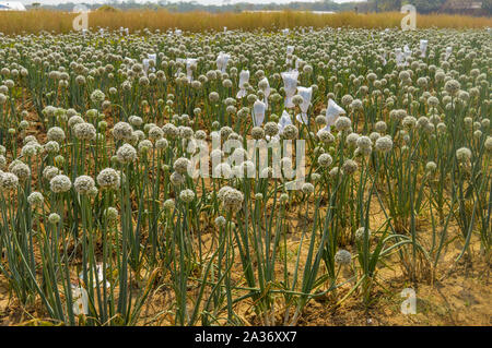 Ein Feld von Zwiebel Werk in Landwirtschaft Festival, Pusa, New Delhi. Stockfoto