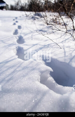 Tiefe Spuren in einer schneeverwehung in einem Gemüsegarten in der Landschaft, vor dem Hintergrund eines alten Haus und Garten, an einem sonnigen frostigen Tag. Stockfoto