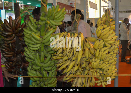 Banana's heraus hängen für Vitrinen. Stockfoto