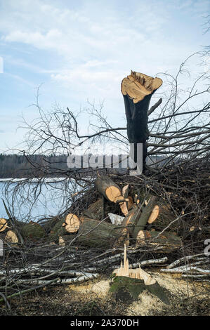 Die Zersägten Bäume liegen auf einem Haufen am Ufer des Flusses, vor dem Hintergrund des Waldes und der Himmel, im Winter am Nachmittag. Stockfoto