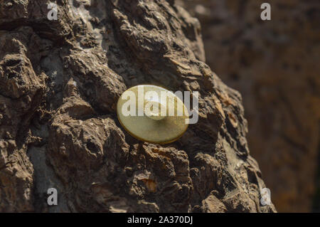 Eine goldene Reißzwecke befestigt auf dem Baum. Stockfoto