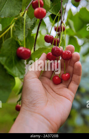 Woman's Hand erreicht reife rote Bio Kirschen am Baum und bereit, sie zu pflücken. Früchte sind durch grüne Blätter umgeben und mit Wasser bedeckt d Stockfoto