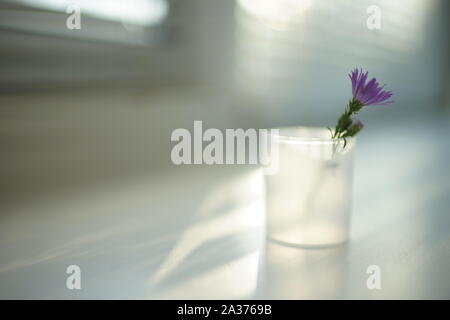 Zarte kleine Lila Blume in einer Vase auf Licht unscharf Zimmer Stockfoto