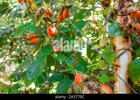 Wild Rose Hips closeup Bild. Rote Beeren mit grünen Blättern auf Bush Zweigniederlassungen, die in einem Garten oder Hinterhof. Saisonale Herbst Hintergrund Stockfoto