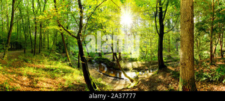 Lichtung im Wald mit Bach und Sonne Stockfoto