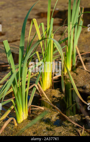 Sumpf Gras wächst in Wasser mit Blättern, Schmutz und Wasserlinsen. Eine Libelle sitzt auf die grüne Stiele von Gras. Selektiver Fokus auf der ersten Bush. Vertikale. Stockfoto