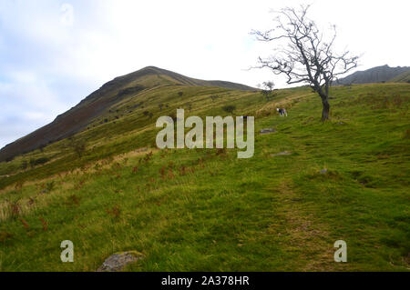 Einsamer Baum auf dem Fußweg zum Wainwright Lingmell in Wasdale, Nationalpark Lake District, Cumbria, England, UK. Stockfoto