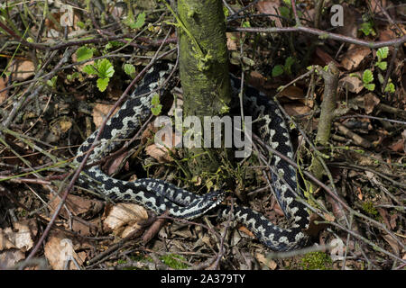 Männliche Kreuzotter (Vipera berus) eingerollt Aalen in Heidekraut und um einen silbernen Birke gewickelt, auf der nördlichen Pennines. Stockfoto