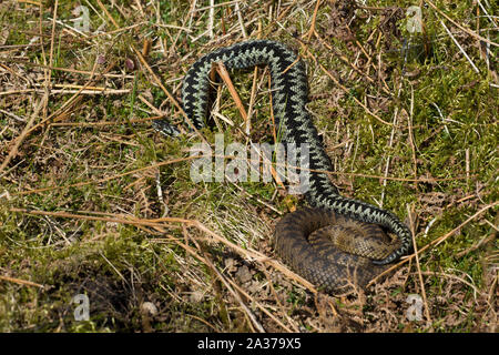 Männliche und weibliche Nördliche Kreuzotter (Vipera berus) in der umwerbung Verhalten im nördlichen Pennine Mountains von England. Stockfoto