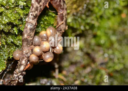 Männliche gemeinsame Hebamme Kröte (Alytes obstetricans) ihre Eier in South Yorkshire in England. Stockfoto