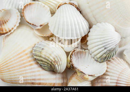 Hintergrund Der kleine Muscheln beige auf einem weißen Hintergrund. Stockfoto