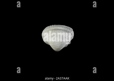 Kleine Muscheln in verschiedenen Formen beige Farbtöne auf einem schwarzen Hintergrund isoliert. Stockfoto