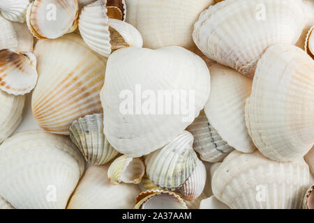Hintergrund Der kleine Muscheln beige auf einem weißen Hintergrund. Stockfoto