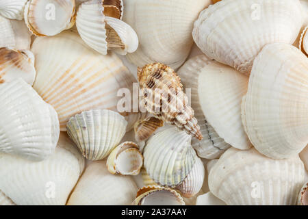Hintergrund Der kleine Muscheln beige auf einem weißen Hintergrund. Stockfoto