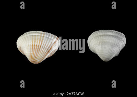 Kleine Muscheln in verschiedenen Formen beige Farbtöne auf einem schwarzen Hintergrund isoliert. Stockfoto
