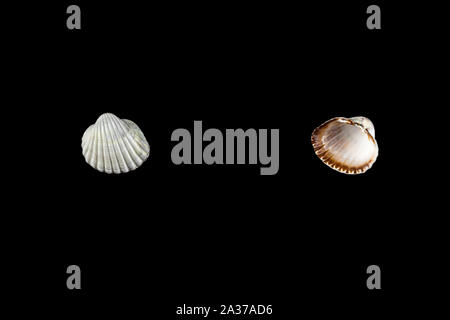 Kleine Muscheln in verschiedenen Formen beige Farbtöne auf einem schwarzen Hintergrund isoliert. Stockfoto